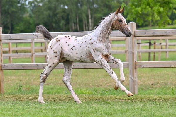 Champ St.Hubertushoeve