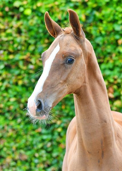 Bernardini JT Z