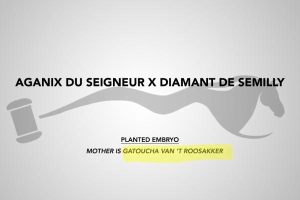 Aganix du Seigneur x Diamant de Semilly