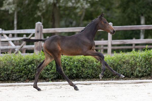 Dollar Girl vd Bisschop EQ Z