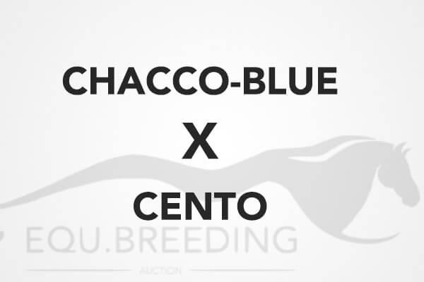 Chacco Blue x Cento