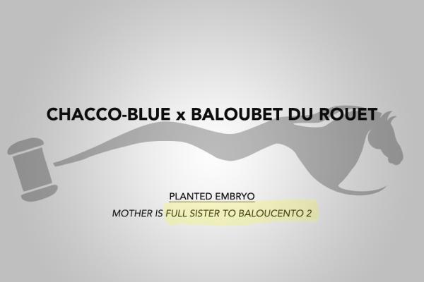 Chacco-Blue x Baloubet du Rouet