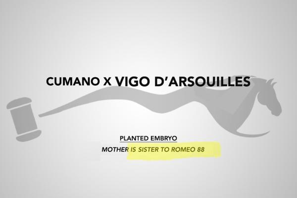 Cumano x Vigo d'Arsouilles