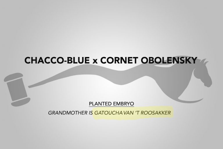 Chacco-Blue x Cornet Obolensky