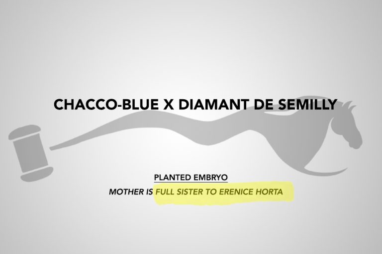 Chacco-Blue x Diamant de Semilly