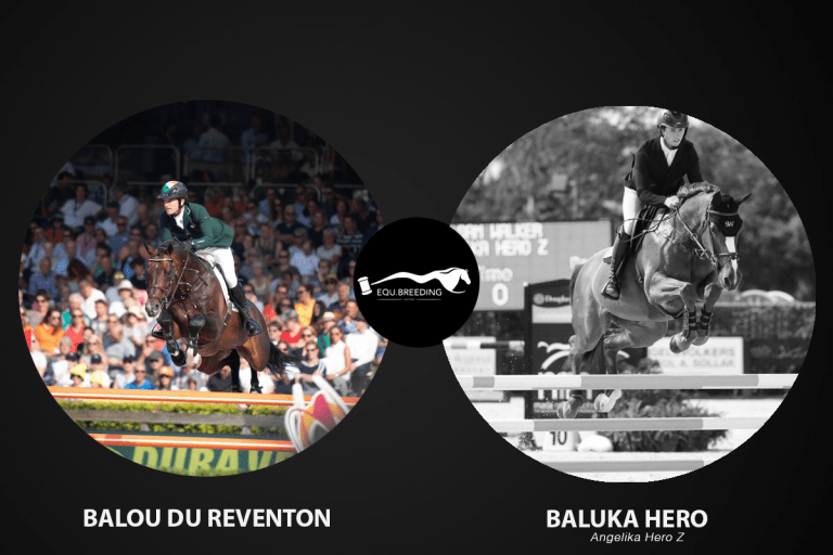 Balou du Reventon x Baluka Hero [ICSI]